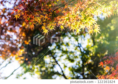 秋天的景色:美麗的秋葉在透過樹林的陽光下閃閃發光 秋天的景色:美麗的秋葉在透過樹林的陽光下閃閃發光 122161824