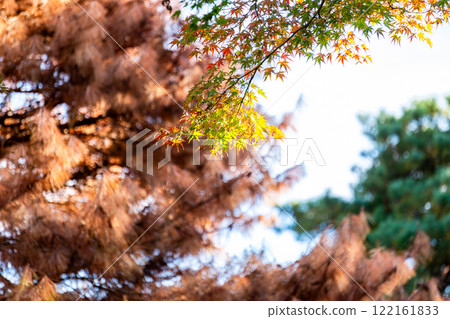 Autumn scenery: Beautiful autumn leaves shining in the sunlight Autumn scenery: Beautiful autumn leaves shining in the sunlight 122161833