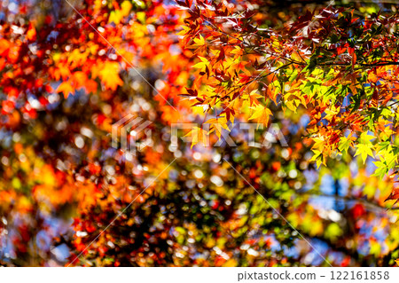 Autumn scenery: Beautiful autumn leaves shining in the sunlight 122161858