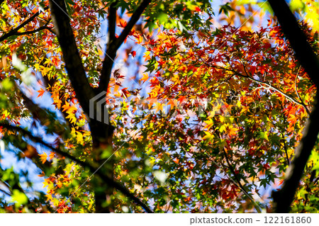 Autumn scenery: Beautiful autumn leaves shining in the sunlight Autumn scenery: Beautiful autumn leaves shining in the sunlight 122161860