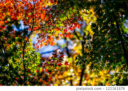 Autumn scenery: Beautiful autumn leaves shining in the sunlight 122161876