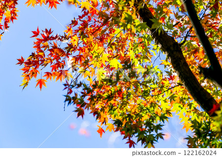 Beautiful autumn leaves shining on a clear autumn day Beautiful autumn leaves shining on a clear autumn day 122162024