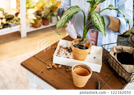 Woman florist replanting aglaonema putting soil to ceramic pot DIY workshop indoor home garden Woman florist replanting aglaonema putting soil to ceramic pot DIY workshop indoor home garden 122162050