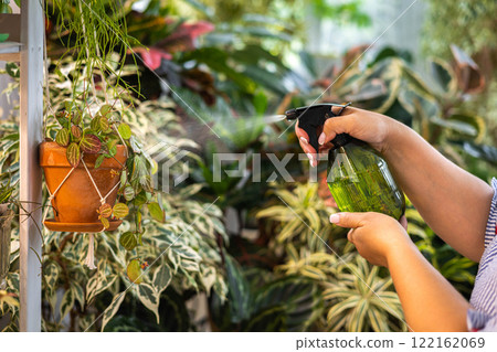Woman gardener hands sprinkling water to hedera ivy in hanged pot plant care cultivation closeup Woman gardener hands sprinkling water to hedera ivy in hanged pot plant care cultivation closeup 122162069