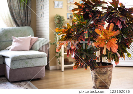 Croton in beige ceramic pot growing at cozy living room with couch sofa home interior Croton in beige ceramic pot growing at cozy living room with couch sofa home interior 122162086