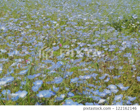 blue flower	 122162146