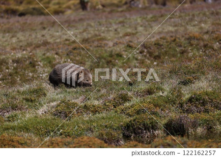 Cute wild wombat at Cradle Mountain in Tasmania, Australia Cute wild wombat at Cradle Mountain in Tasmania, Australia 122162257