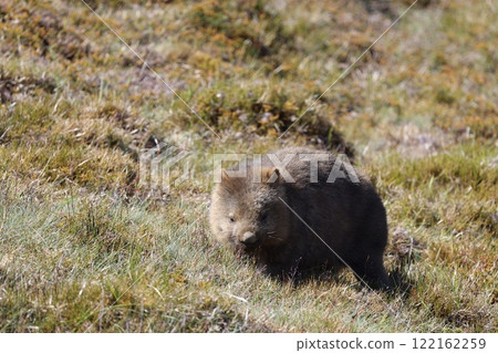澳洲塔斯馬尼亞州搖籃山的可愛野生袋熊 122162259