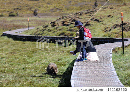 一個家庭和他們的孩子在澳洲塔斯馬尼亞州的搖籃山遇到了一隻野生袋熊。 122162260