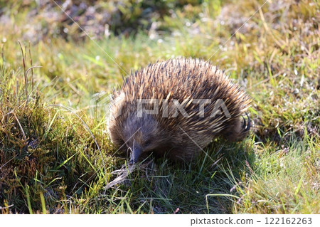 The cute, spiny Australian echidna The cute, spiny Australian echidna 122162263