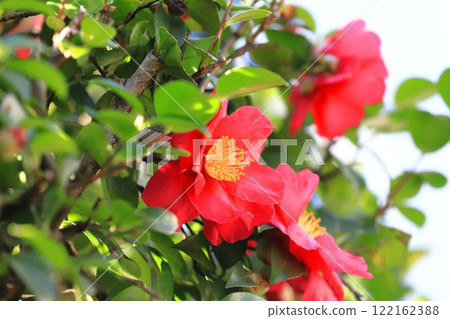 Sasanqua flowers in full bloom 122162388