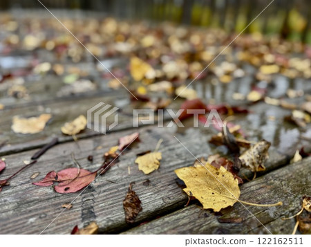 autumn fallen yellow leaves on wooden wet surface 122162511