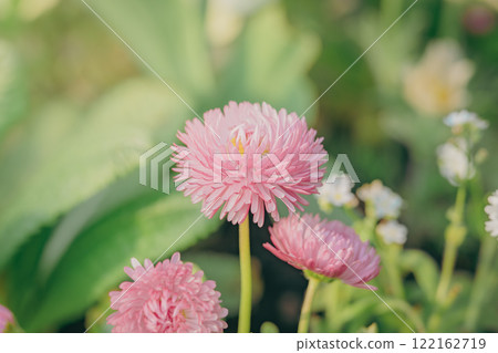 Pink daisies blooming in spring Pink daisies blooming in spring 122162719