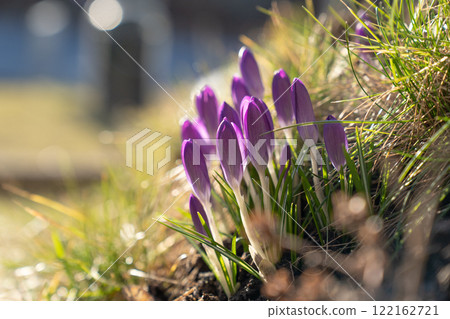 Purple crocus buds bathed in the spring sunshine 122162721