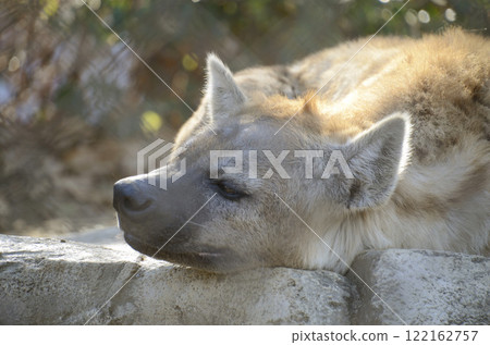 hyena hyena 122162757