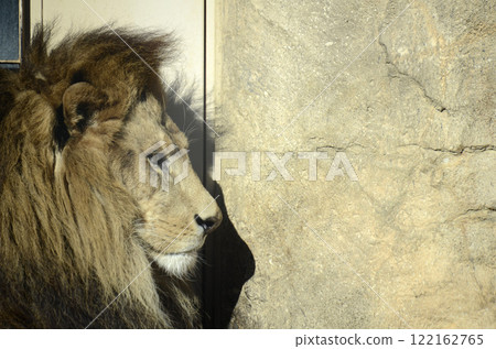 lion lion 122162765