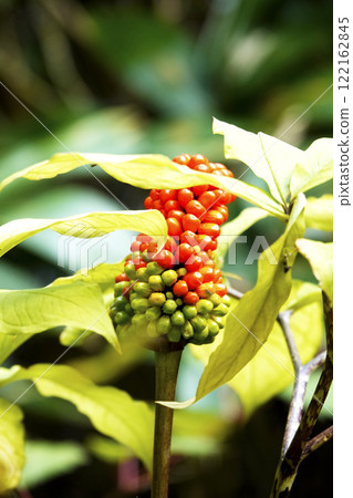Red berries of the Japanese cricket 122162845