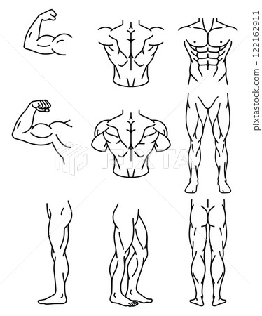 Male body muscle parts line icons 122162911