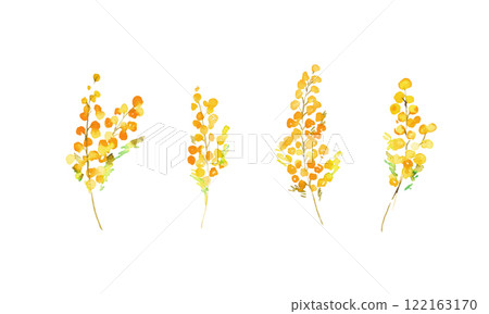 Hand-drawn mimosa illustration. Watercolor mimosa vector illustration. Mimosa spring frame background. 122163170