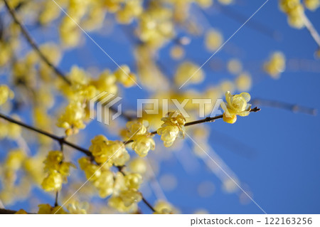 Cold wind and blue sky and early spring wintersweet 122163256