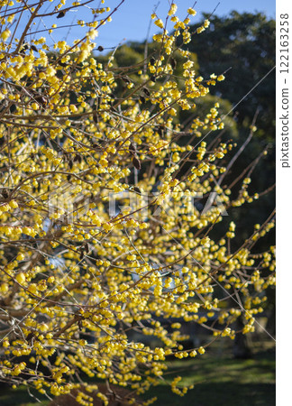 寒風藍天早春梅花 122163258