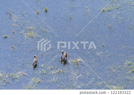 A young baboon family wading through the Okavango Delta 122163322