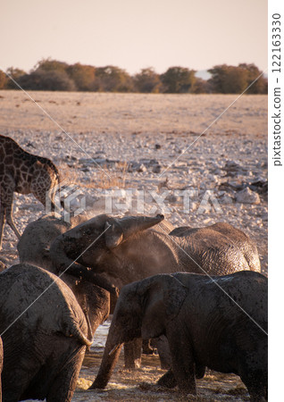 Bathing Elephants in Etosha 122163330