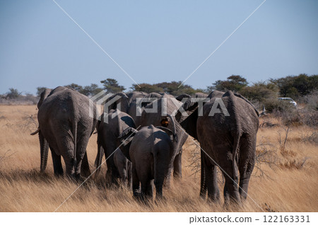 A herd of African Elephant A herd of African Elephant 122163331