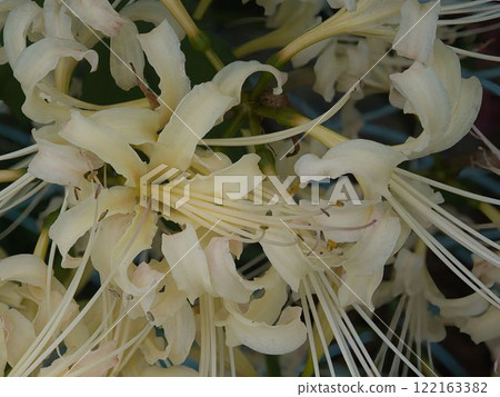 Red spider lilies blooming in abundance Red spider lilies blooming in abundance 122163382
