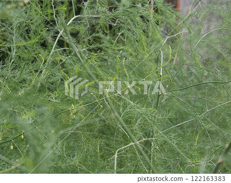 Asparagus Giant Asparagus Giant 122163383