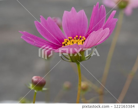 A single cosmos flower A single cosmos flower 122163384