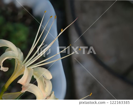 A cluster amaryllis blooms A cluster amaryllis blooms 122163385