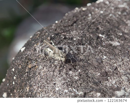 岩石上的蚱蜢 岩石上的蚱蜢 122163674