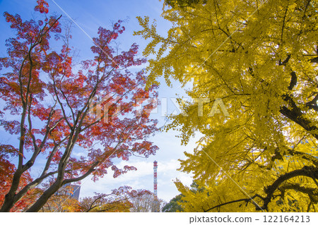 Yellow ginkgo trees, red autumn leaves and a steel tower in Hibiya Park [Autumn image] 122164213