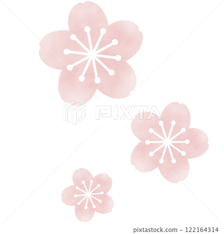 淺粉紅蓬鬆櫻花插畫 122164314