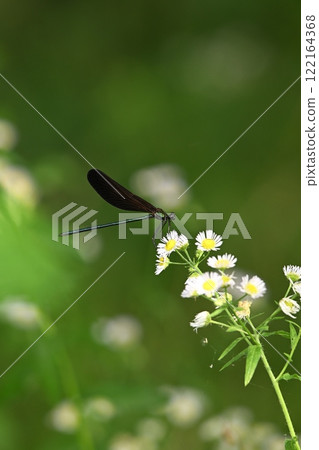 Black dragonfly 122164368