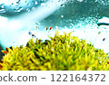Cochelium 的世界 122164372