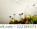 Kokerium 122164373