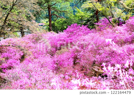 天白公園的三葉 天白公園的三葉 122164479