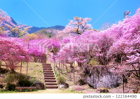 天白公園的三葉 天白公園的三葉 122164490