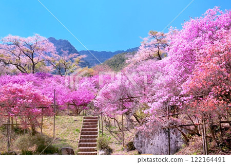 天白公園的三葉 天白公園的三葉 122164491
