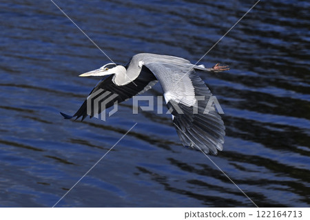 Gray heron 122164713