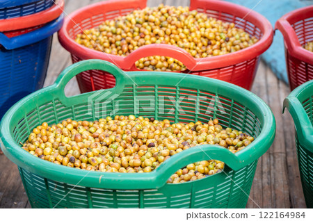 Yellow coffee cherries after harvesting store in basket. During a harvest a coffee is picked affects both its quality and taste. 122164984