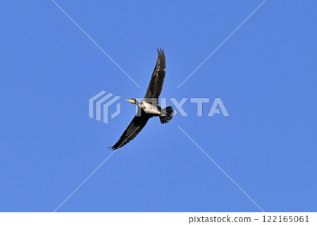 Cormorant Cormorant 122165061