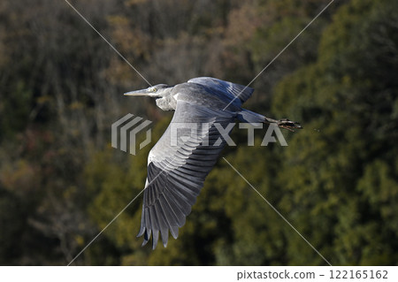 Gray heron 122165162