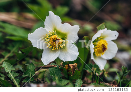 Hellebore flower (helleborus Niger) on a green background Hellebore flower (helleborus Niger) on a green background 122165183