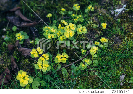 Chrysosplenium alternifolium blooms in the wild in spring 122165185