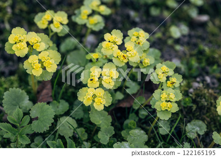 Chrysosplenium alternifolium blooms in the wild in spring 122165195