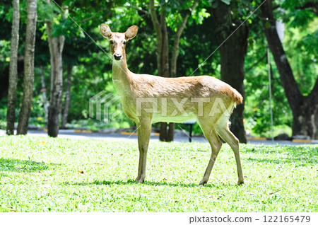 Deer in the open zoo, Thailand  122165479