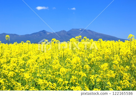 Nanohana和淺間山 122165586